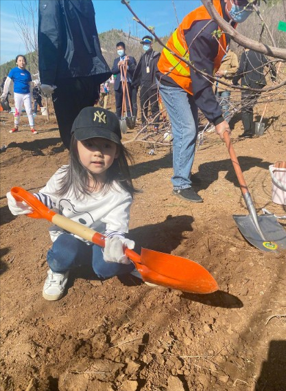 Dong Xuan tomb-sweeping day takes a daughter to plant tree, small dimple of 5 years old grows more beautiful more, work to be like young adult