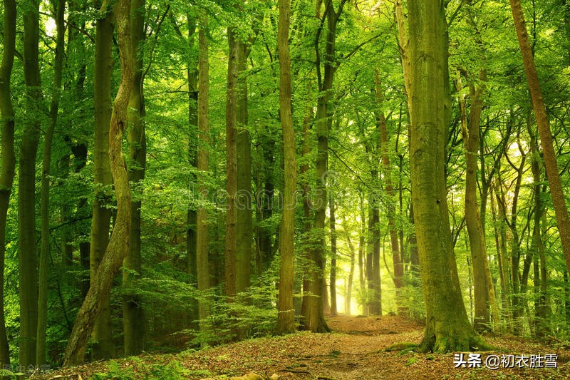 三伏天里三伏诗五首：毒暑弥三伏，六月三伏猛火燃-第3张图片-非凡网