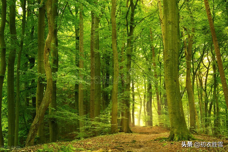 三伏天里三伏诗五首：毒暑弥三伏，六月三伏猛火燃-第3张图片-诗句网