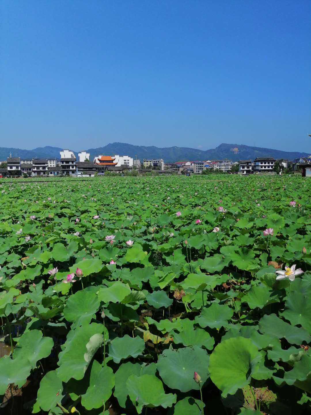 陈招生|株洲诗人陈招生古诗四首会老友歌盛世