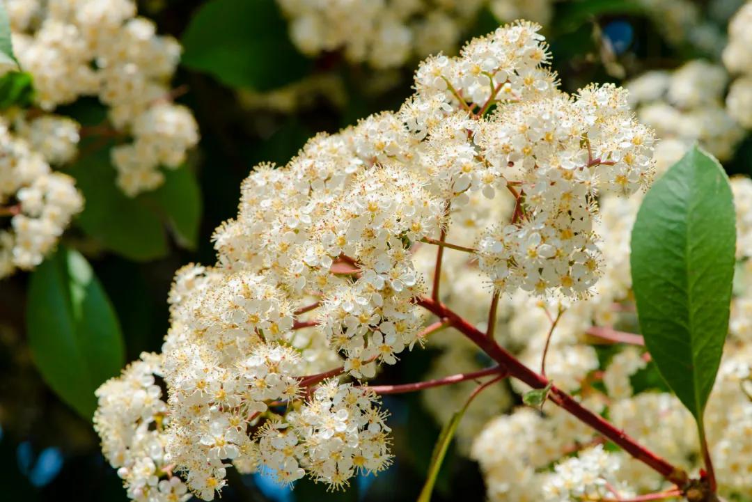 石楠花有类似精液的气味，因为有相似的挥发性成分
