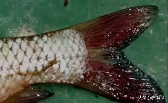 淡水鱼出血病怎么快速治疗 对症下药根治鱼出血病