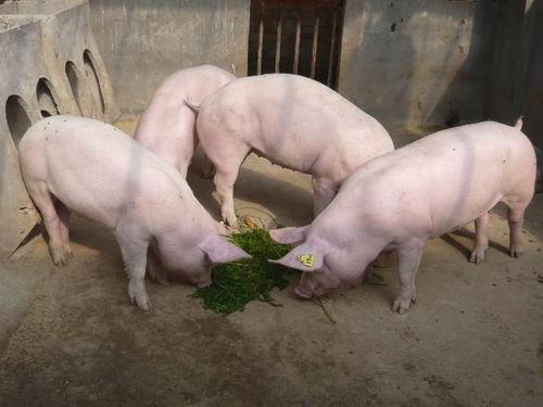 冬季猪生长缓慢？有哪些原因？及解决方案