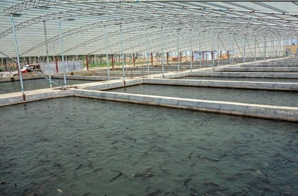 最新式的高密度养鱼技术:大棚养鱼需要哪些技术要点?