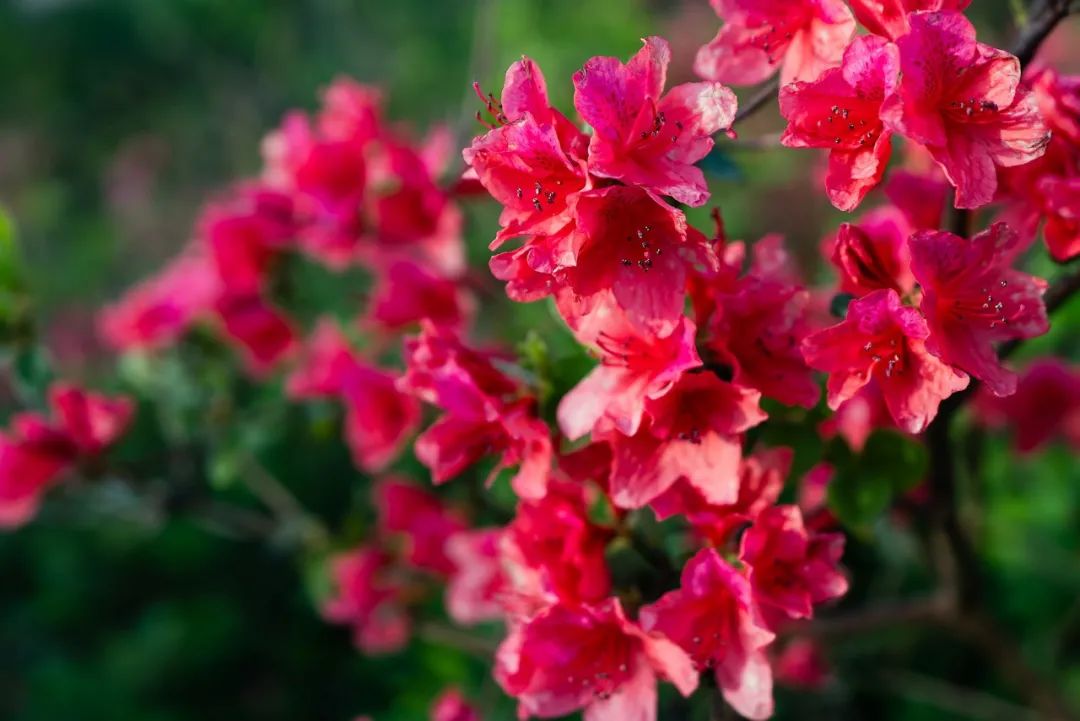 最美的花，开在唐诗宋词里，醉了整个春天-第15张图片-诗句网