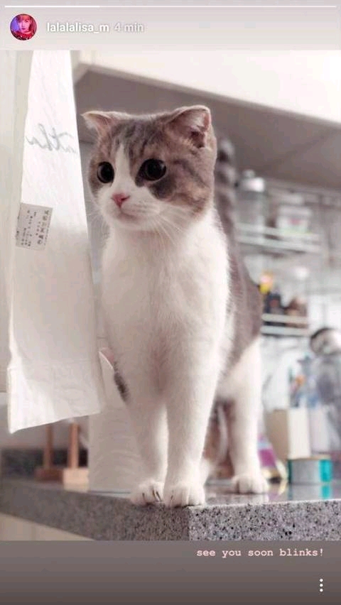 因為金希澈不推薦領養遺棄犬發言，LISA花錢買的動物也成熱議對象