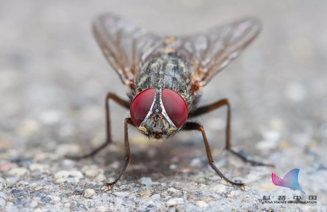 Why do flies always like to "rub their hands"?Would you screw your head off to play?I was