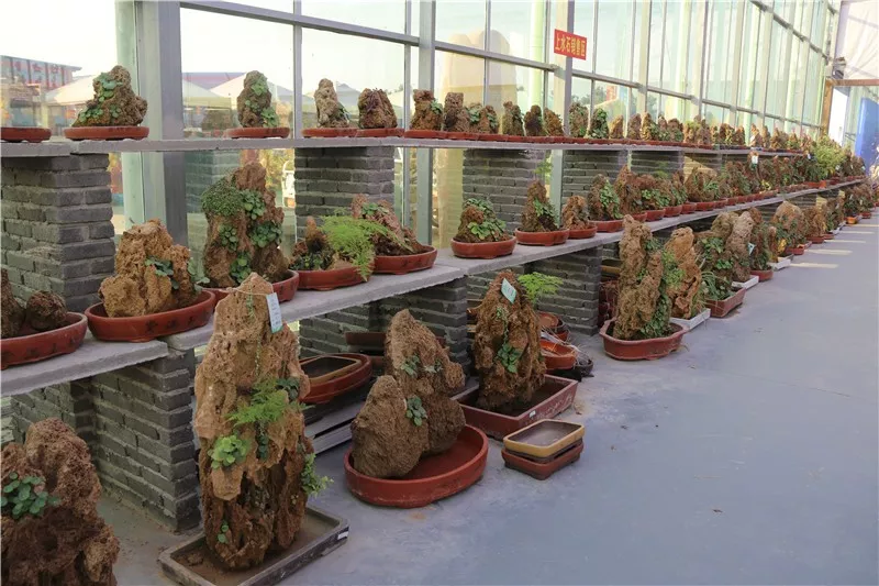 大饱眼福，第八届中国沭阳花木节竟如斯出色！你想看的全在这里…