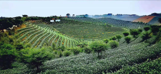 四川夹江：举行第三届中国（夹江·峨眉山）国际绿茶出口发展论坛