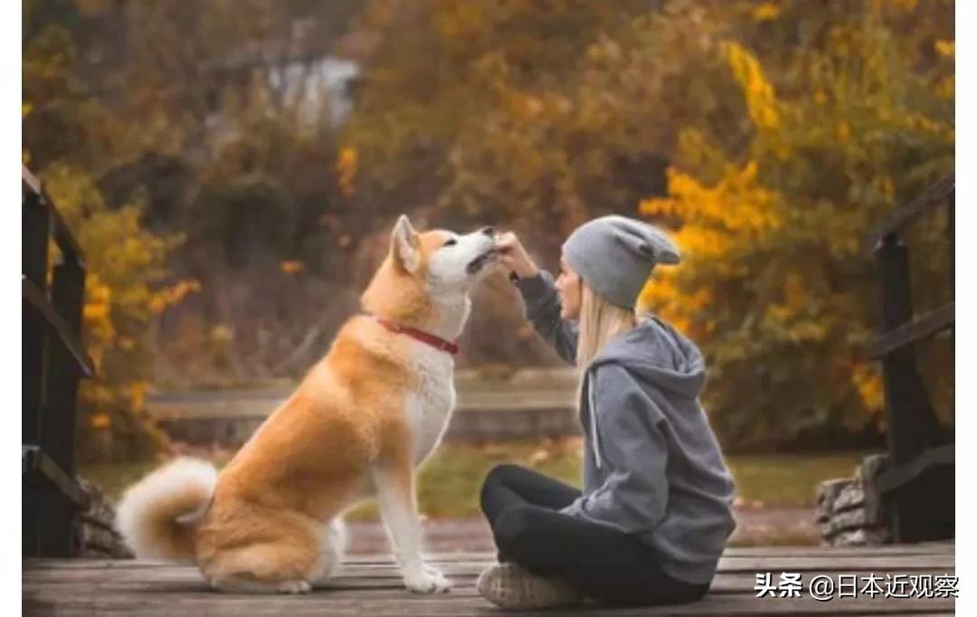 日本犬海外受到喜爱的五个原因 资讯咖