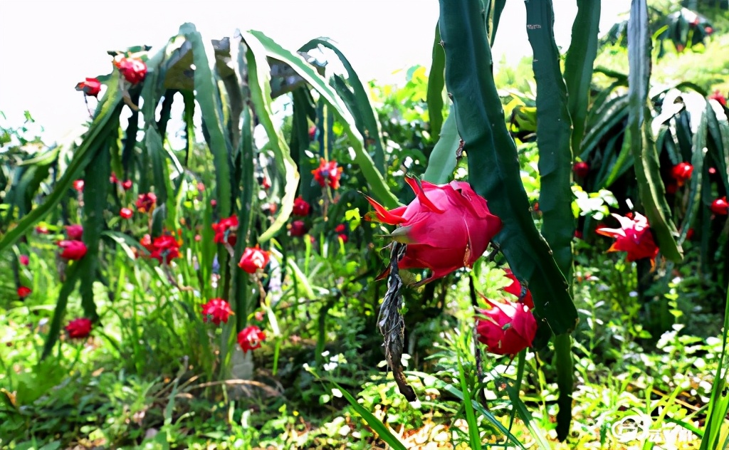 這就是超級大國？ 只因會讓民眾聯想到中國，印度政府為火龍果改名