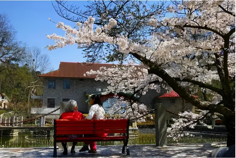 2021信陽雞公山櫻花花海文化旅游節，2月26日盛大迎客