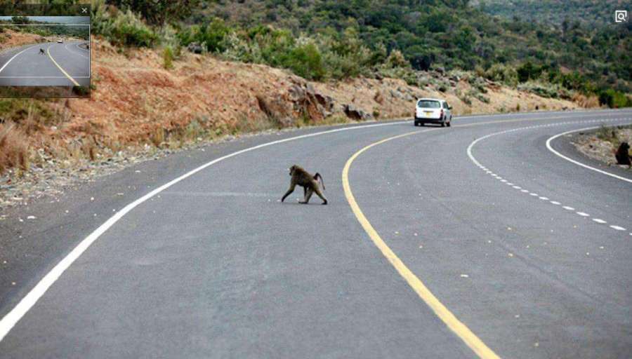 跑高速时，遇到小动物是撞还是躲？交警再说一遍，大家记好