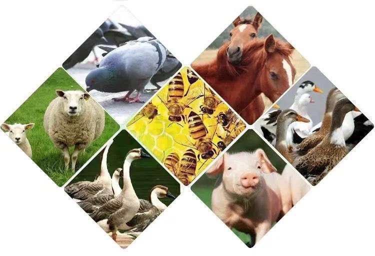 人類為何隻吃食草動物的肉，而很少吃食肉動物？