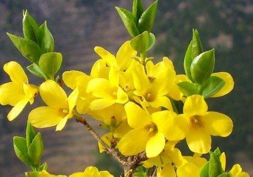 关于迎春花的唯美诗句:浅艳侔莺羽，纤条结菟丝图片