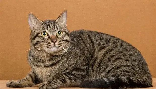 What kind of Chinese pastoral cat do you like best - iMedia