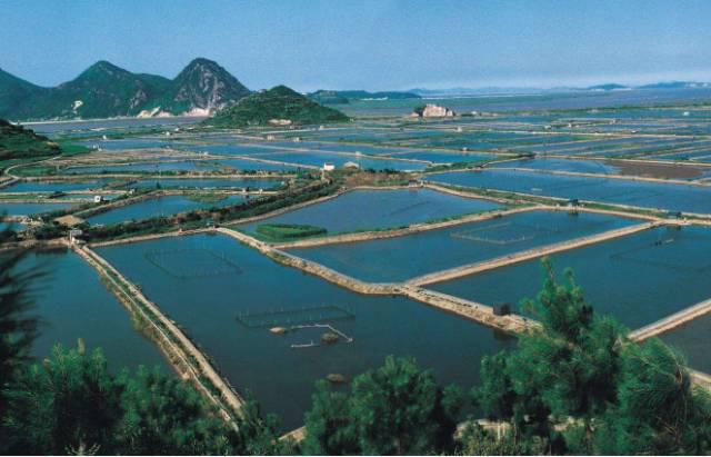 鱼塘养鱼怎样才能吃得香长得快 细数水产动物不摄食原因
