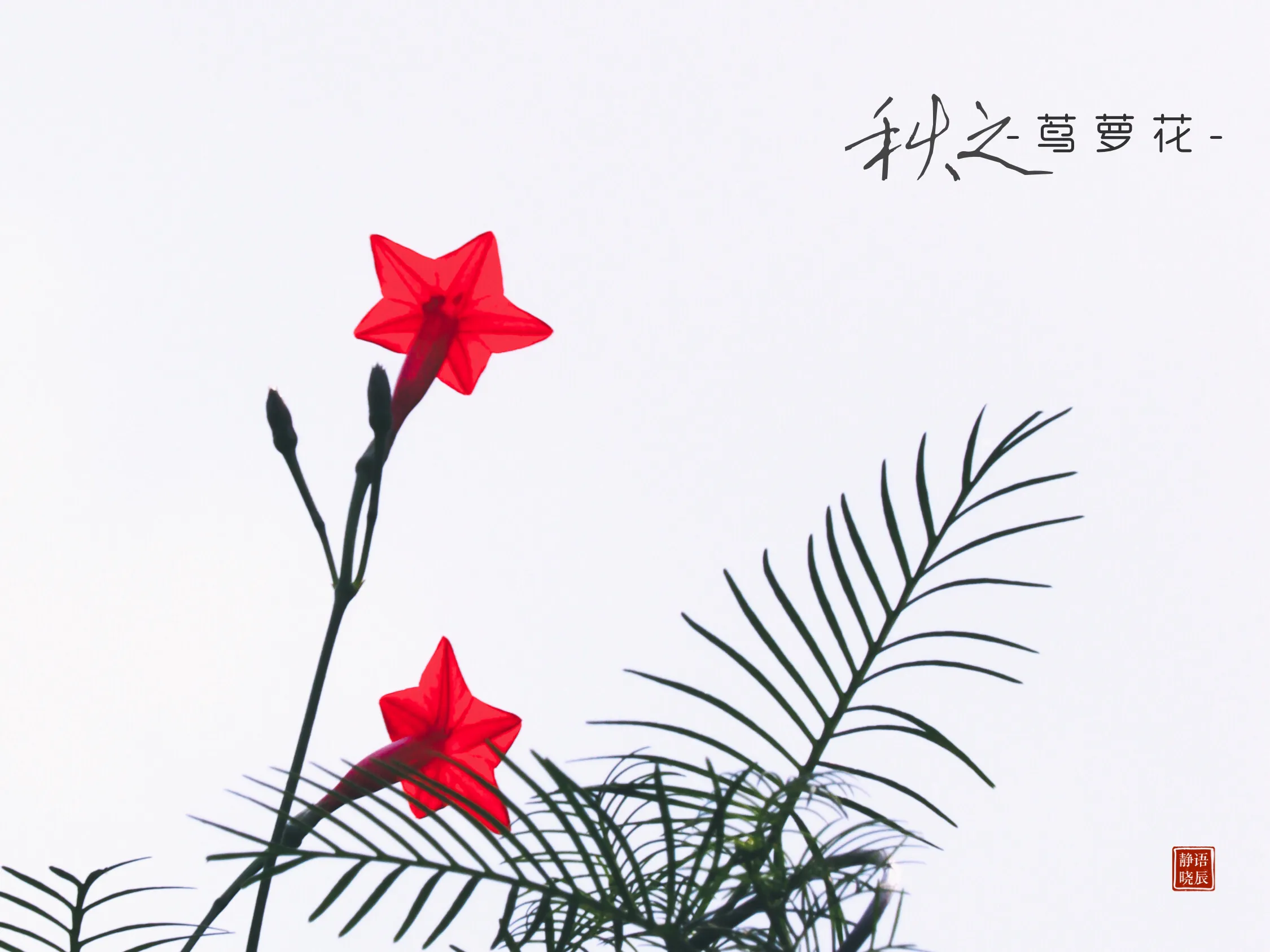 记忆中的那朵花 茑萝花 语辰静晓 Mdeditor 记忆中的那朵花 茑萝花 语辰静晓 Mdeditor