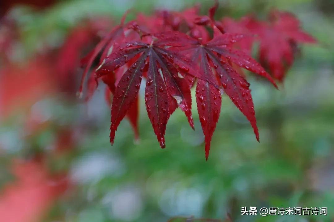 古诗词里的秋雨-第6张图片-非凡网 古诗词里的秋雨-第6张图片-非凡网