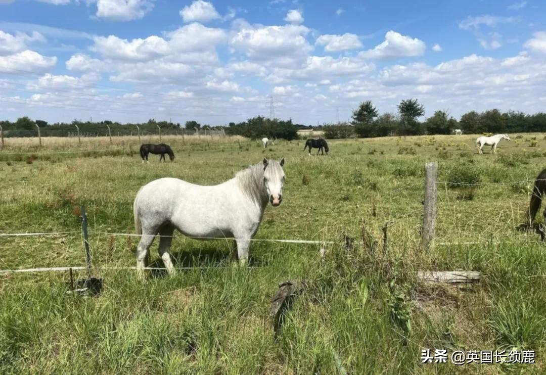 英国夫妇购买改造伦敦双层巴士居住，从此过上了快乐的生活...