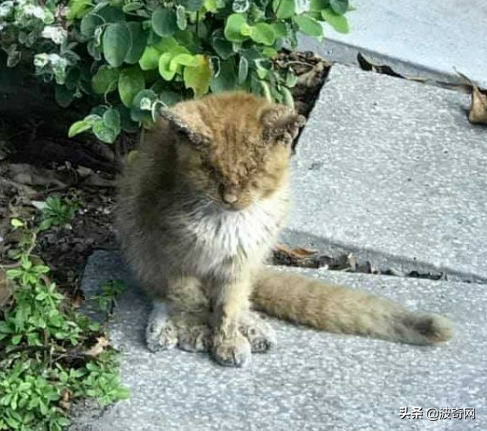 收养了只 失明 流浪猫它睁开眼睛时惊艳了所有人 动物趣闻 趣闻吧