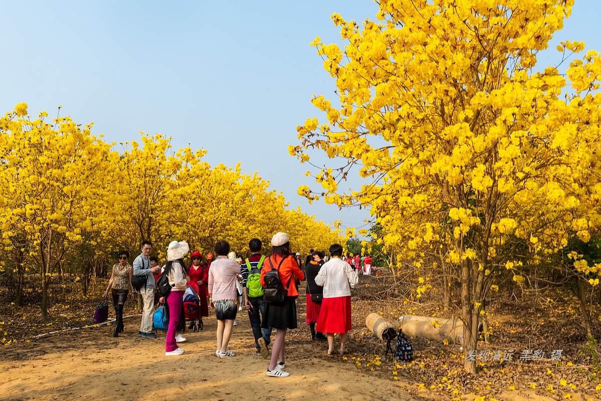 10亩风铃竟吸引数万广东大妈前去打卡，村民：都是闲得慌