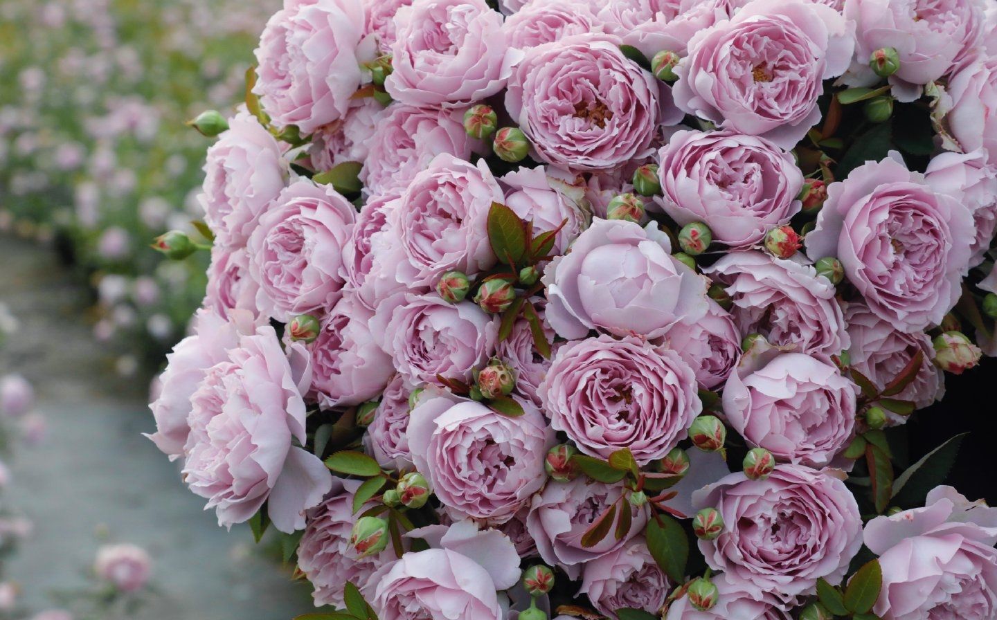 The first rose from an extraordinary origin, 