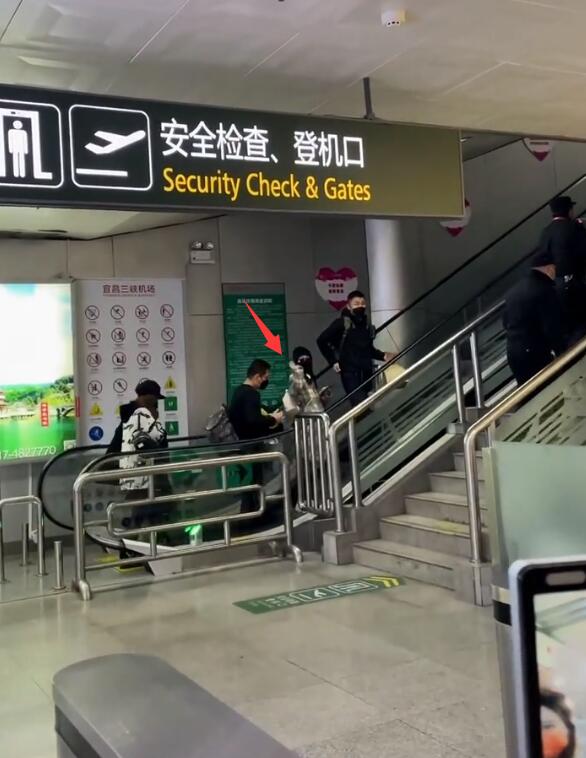 張韶涵露天商演致交通癱瘓，歌唱一半被強行拉走，向觀眾鞠躬道歉