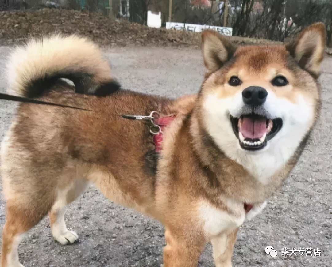 柴犬小課堂之胡麻柴的祕密 柴犬本柴 Mdeditor