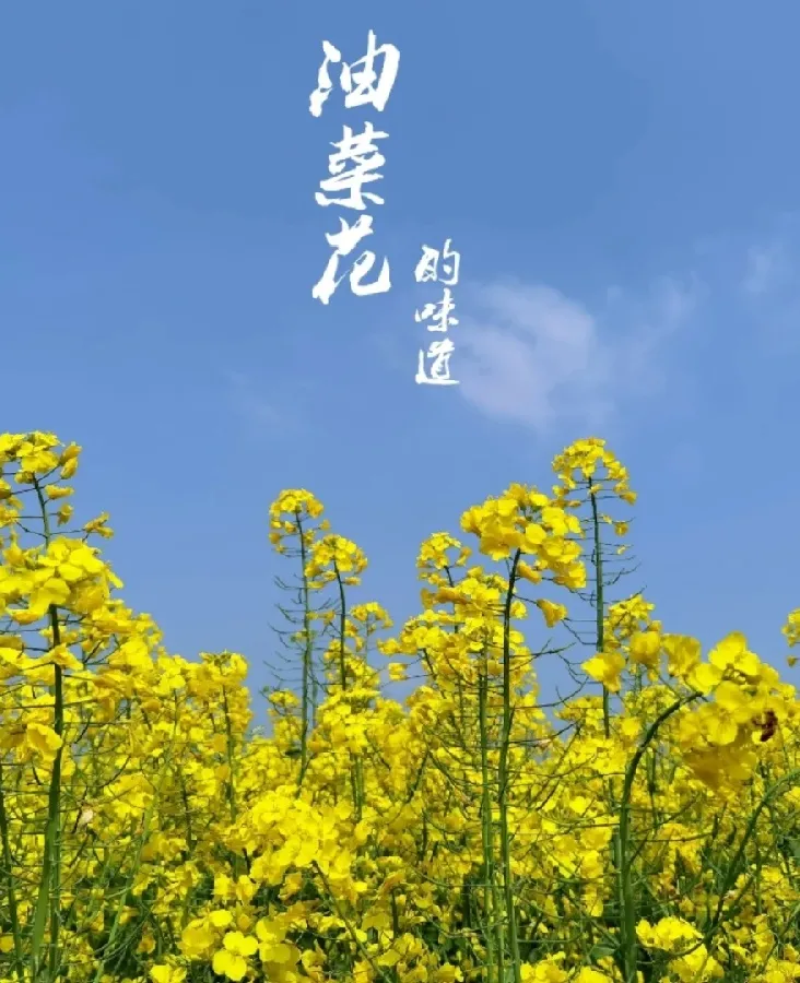 芜湖油菜花图片