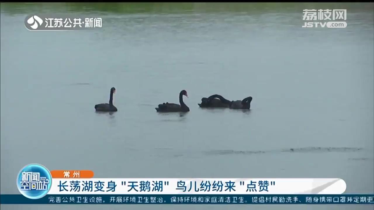 长荡湖变身“天鹅湖”，鸟儿纷纷来为生态修复“点赞”