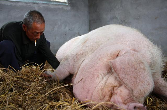 胖到2200斤的大猪，被称为浙江“猪王”，一辈子没有挨刀子