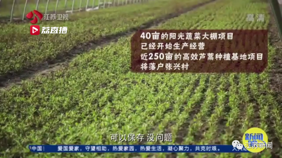 灌云“西瓜书记”第二次丰收，这次是芦蒿！小康路上，谁都不掉队