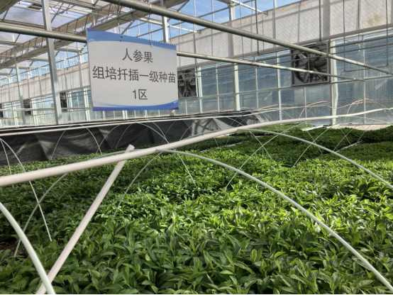 科技农业相融合 结出群众“致富果”