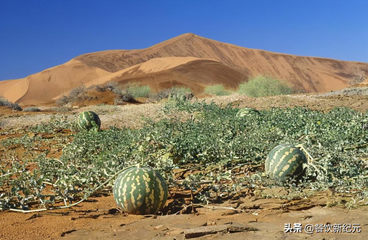 Why do watermelons grow in the waterless desert?Local people advise don't touch it even if you
