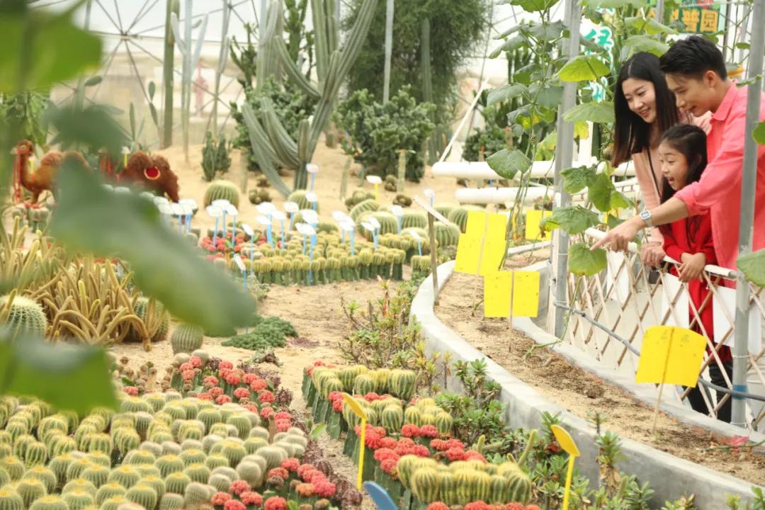 「百花盛会」油菜花开遍地黄！请收下这份来自春天的礼物