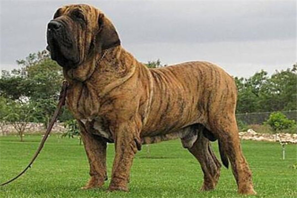 世界十大猛犬排名（全球10大公认的猛犬）