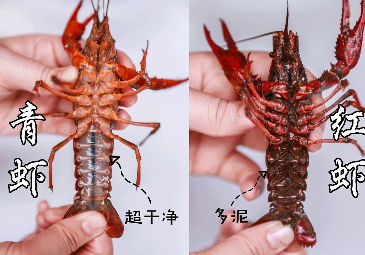 小龙虾用水一煮，鲜味全跑了，学会这一招，虾肉Q弹鲜香，极鲜美