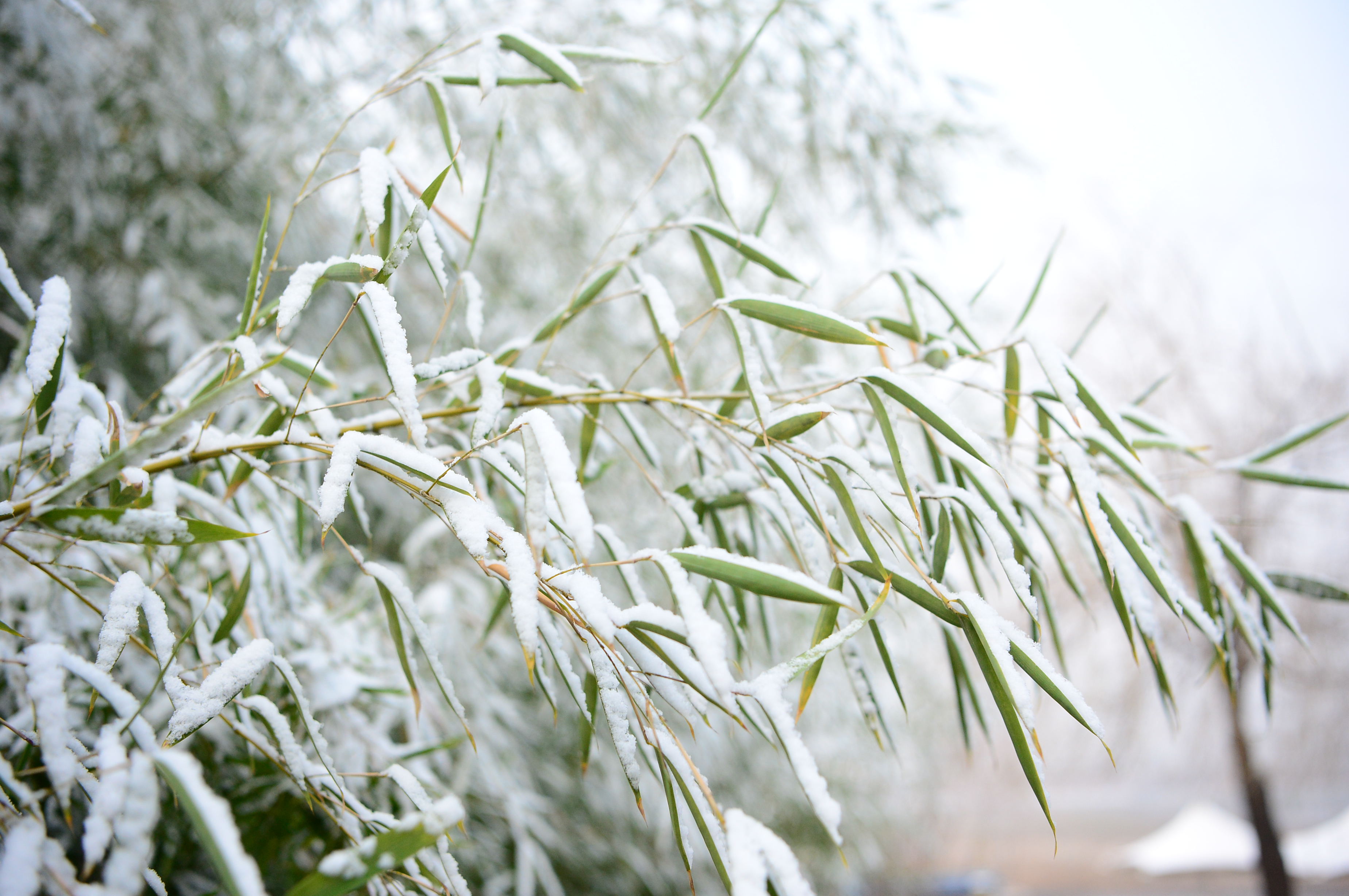 赤水湾：《雪》