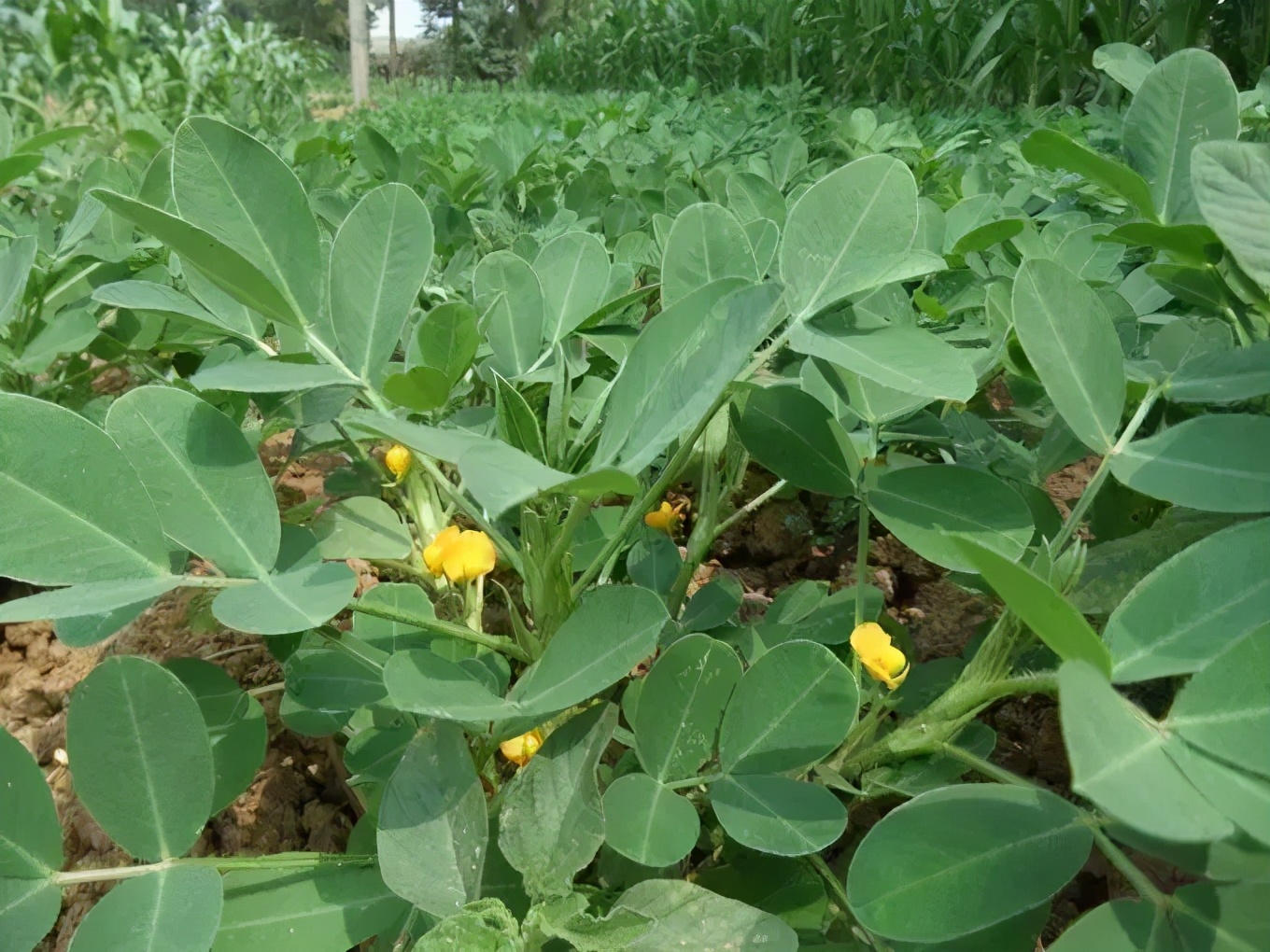 花生茎腐病-粮棉油作物病虫-图片