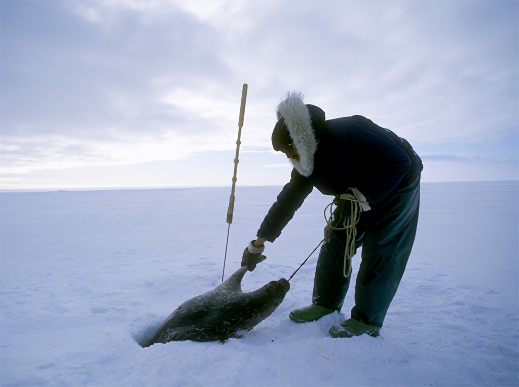 Why did the Inuit evolve the tradition of 