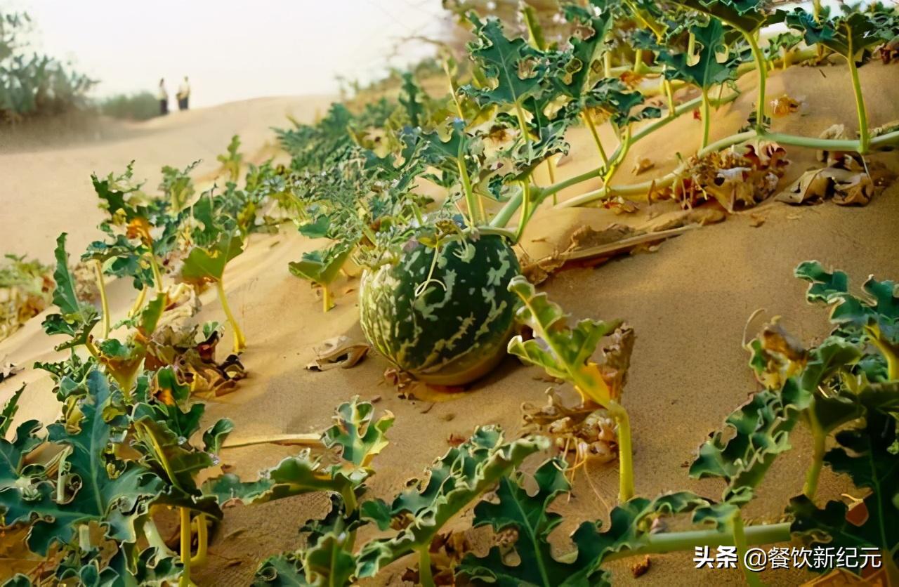Why do watermelons grow in the waterless desert?Local people advise don't touch it even if you
