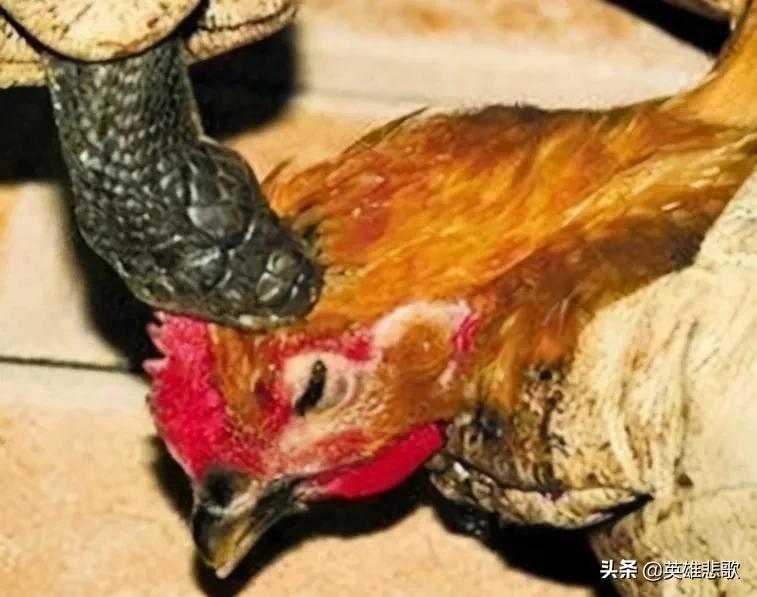 Why do people eat "snake bite chicken" without being poisoned?You worry
