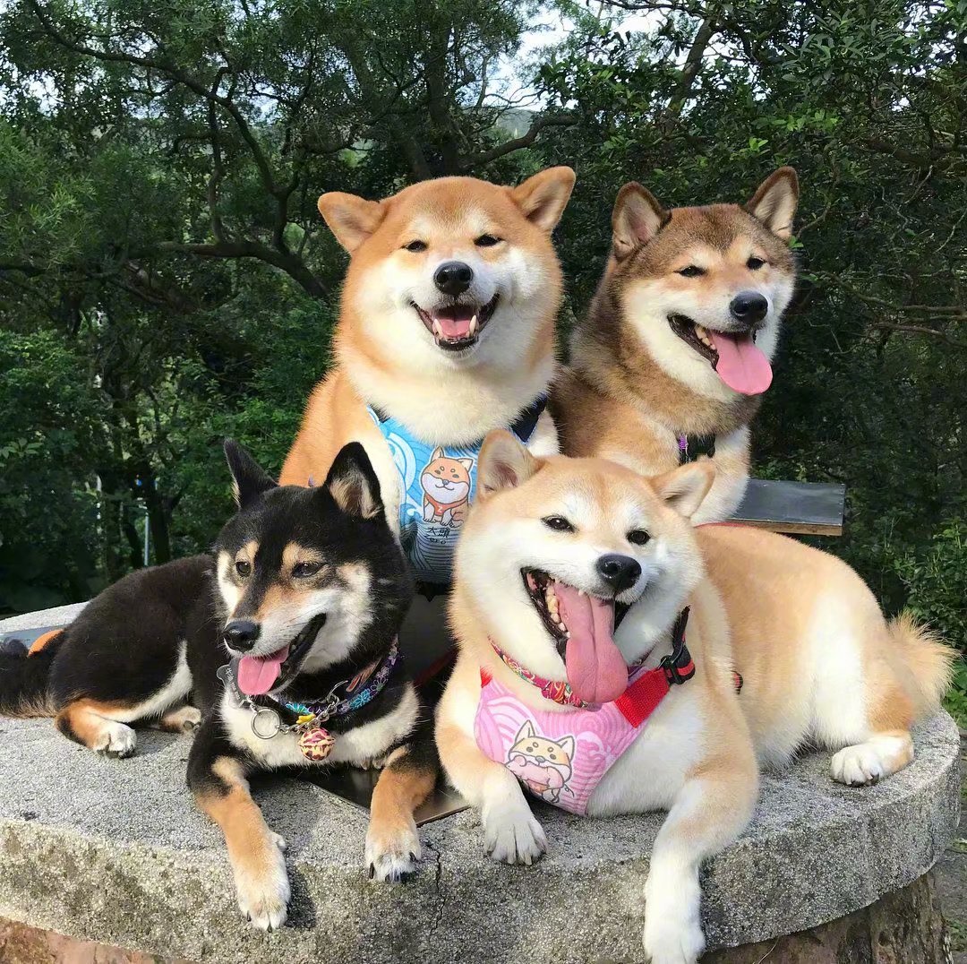 白柴犬、黑柴犬、赤柴犬為什麼價格相差距大？ - 資訊咖