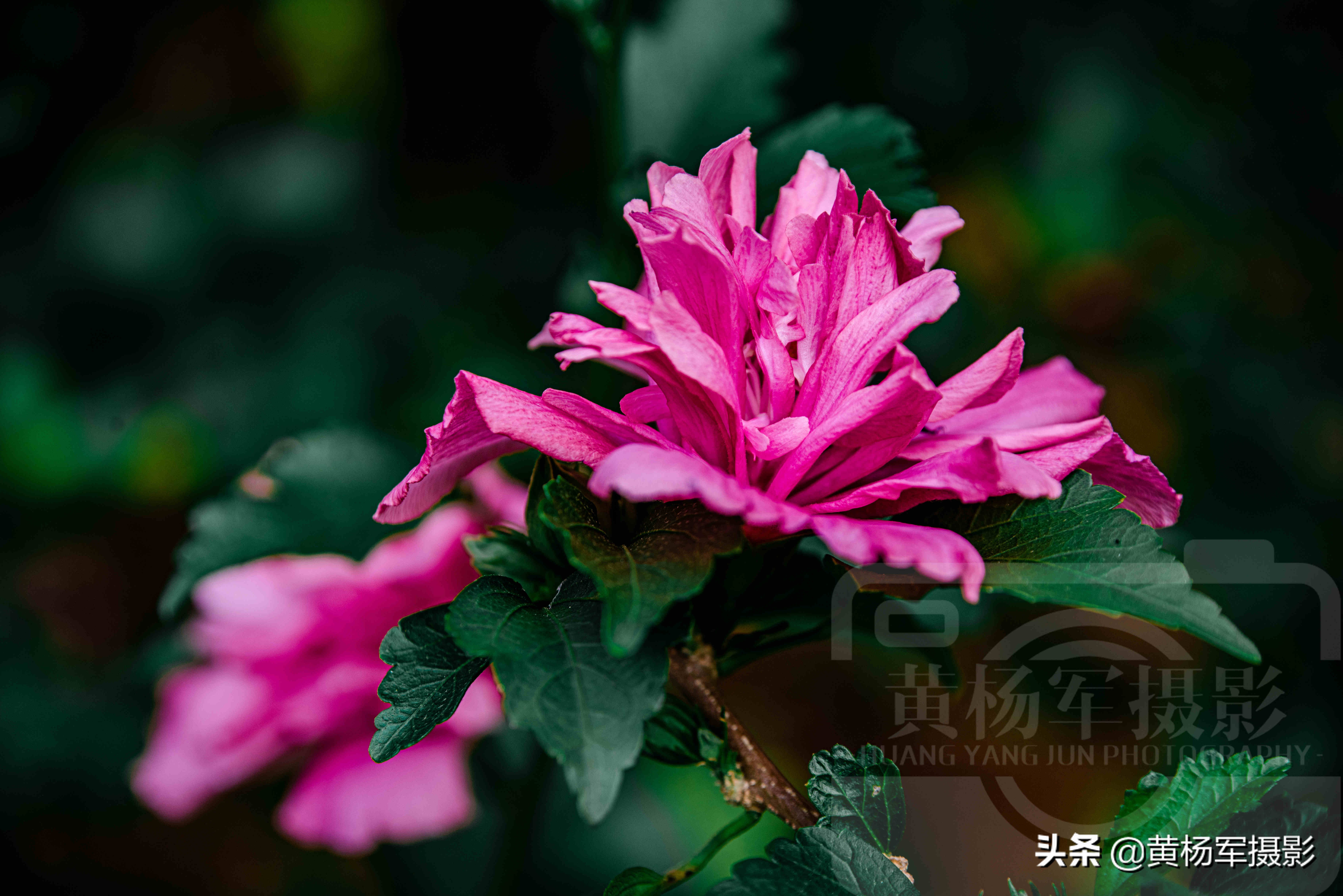 夏日絢爛綻放的木槿花 朝開暮落 豔麗多姿的綠葉紅花非常漂亮 黃楊軍攝影 Mdeditor