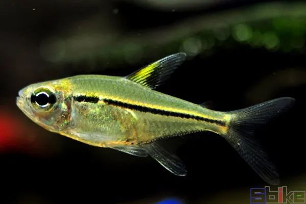 Sbike动植物百科：十大最美丽的灯鱼推荐，草缸造景的好帮手