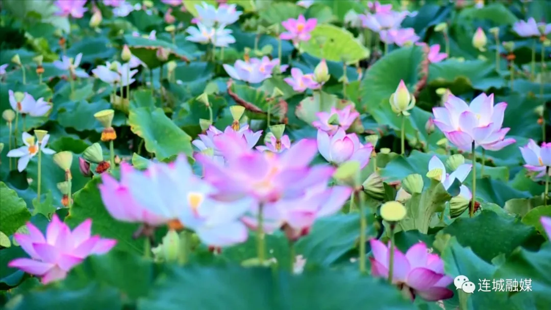 「奋斗百年路 启航新征程」“学党史、感党恩、跟党走”——塘前风雅文艺采风活动成功举办