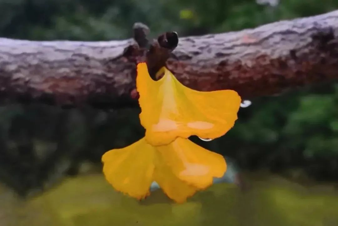 冬天不仅有寒雨，有冰雪，还有诗​-第5张图片-诗句网