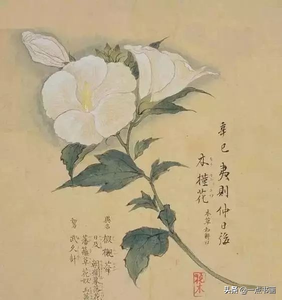 工笔花卉植物写生要领