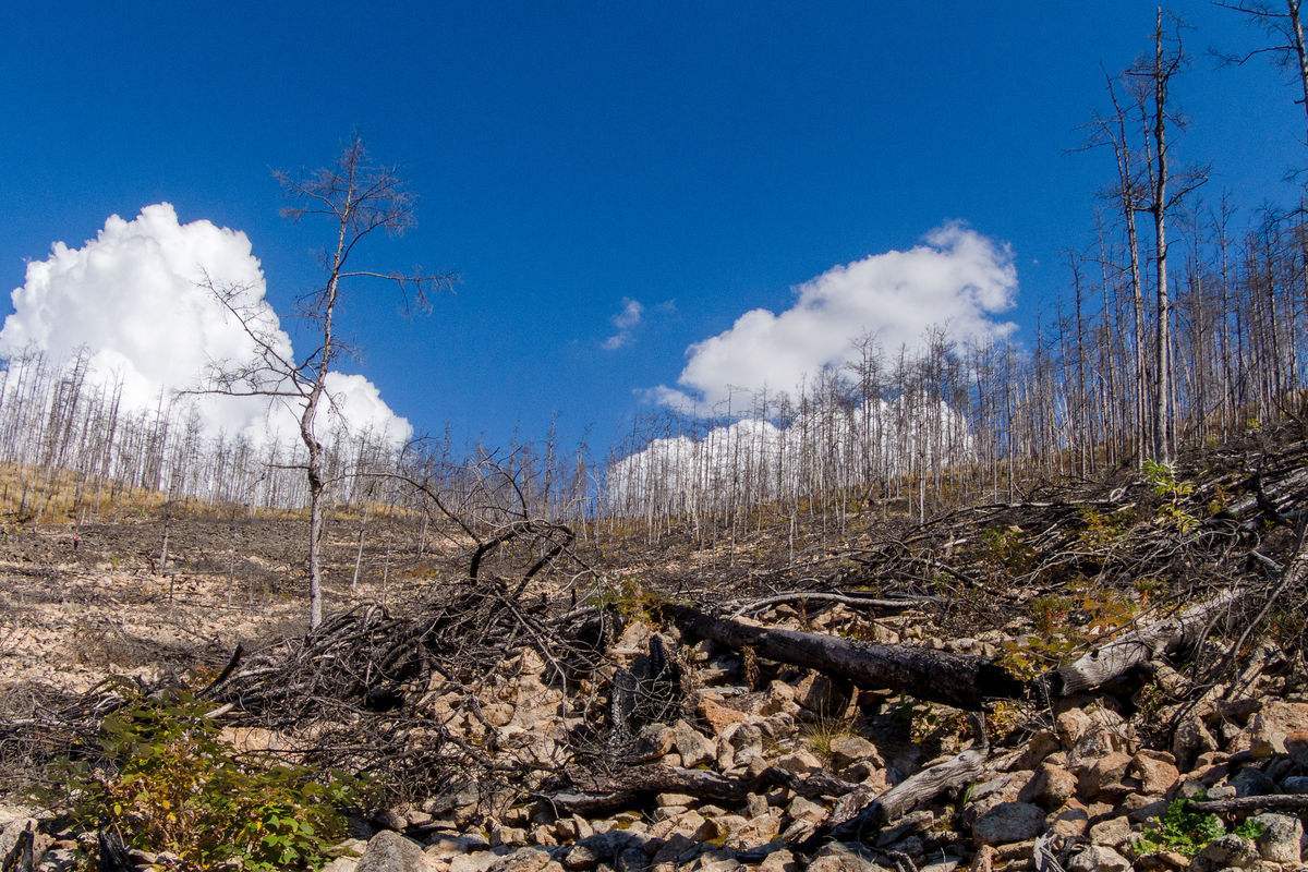 澳大利亞山火捲土重來，已燃燒7週，禍根早在4萬年前就已種下
